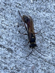 Sceliphron curvatum
