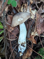 Rhodocollybia