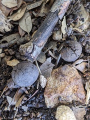 Disholcaspis cinerosa
