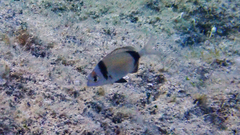 Diplodus vulgaris
