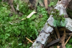 Pseudotaxiphyllum elegans