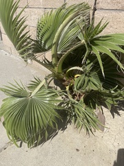 Washingtonia robusta