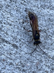 Sceliphron curvatum