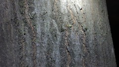 Cheiracanthium mildei