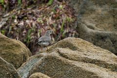 Calidris virgata