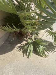 Washingtonia robusta