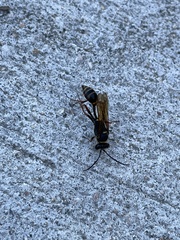 Sceliphron curvatum