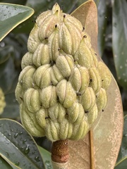 Magnolia grandiflora