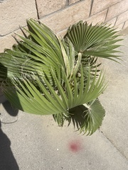 Washingtonia robusta