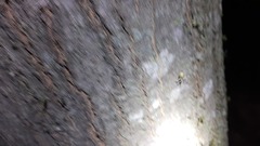 Cheiracanthium mildei