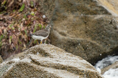 Calidris virgata