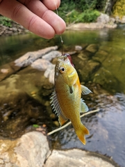 Lepomis auritus