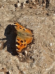 Nymphalis polychloros