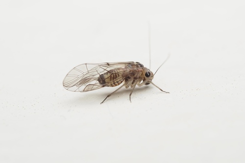 Walsh Insect Blastopsocus walshi · iNaturalist