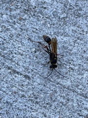 Sceliphron curvatum