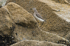 Calidris virgata