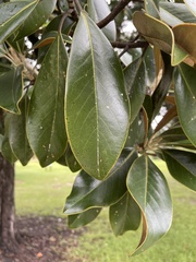 Magnolia grandiflora