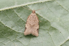Clepsis virescana