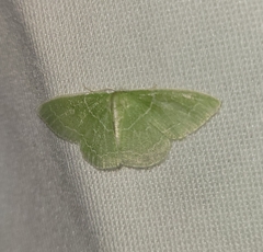 Synchlora aerata