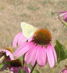 Colias interior