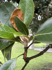Magnolia grandiflora