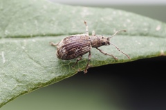 Pseudoedophrys hilleri