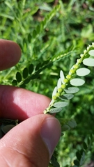 Phyllanthus fraternus