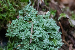Cladonia squamosa
