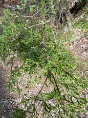Juniperus ashei