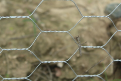 Schizomantodea
