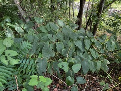 Reynoutria sachalinensis