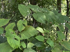 Reynoutria sachalinensis