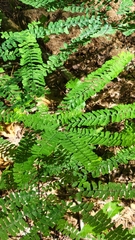 Adiantum pedatum