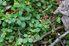 Gaultheria hispidula