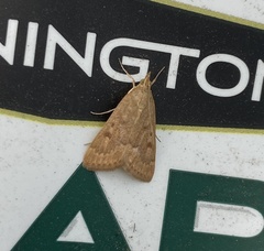 Achyra rantalis