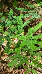 Adiantum pedatum