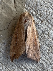Mythimna unipuncta