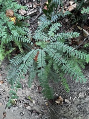 Adiantum pedatum