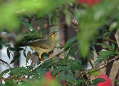 Arachnothera flavigaster