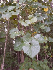 Vitis rotundifolia