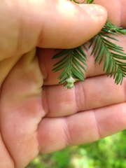 Taxodiomyia cupressiananassa