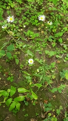 Symphyotrichum ontarionis