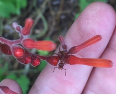 Ectatomma tuberculatum