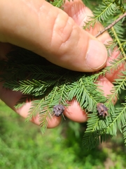 Taxodiomyia cupressiananassa