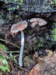 Pluteus thomsonii
