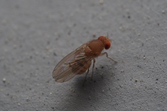 Drosophilidae