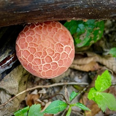 Rhodotus palmatus