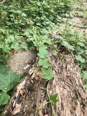 Hydrophyllum canadense