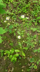 Symphyotrichum ontarionis