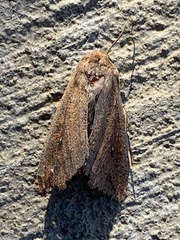 Mythimna unipuncta